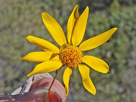 Nevada Goldeneye (Heliomeris multiflora)