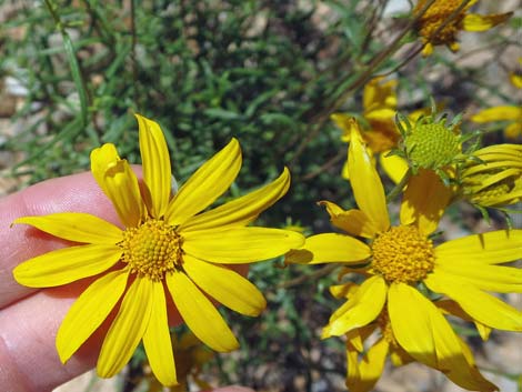 Nevada Goldeneye (Heliomeris multiflora)