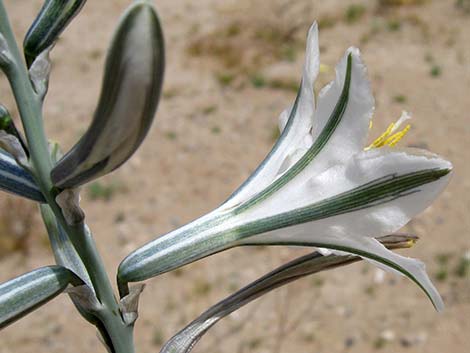 Desert Lily (Hesperocallis undulata)