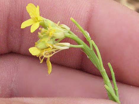 Shortpod Mustard (Hirschfeldia incana)