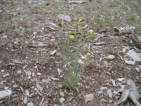 Cooper's Rubberweed (Hymenoxys cooperi)