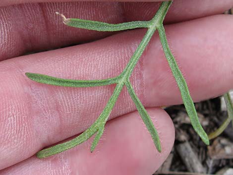 Cooper's Rubberweed (Hymenoxys cooperi)