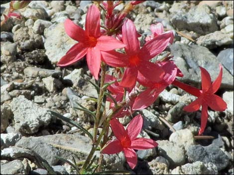 Arizona Skyrocket (Ipomopsis arizonica)