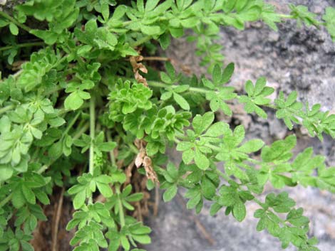 Jaeger's Mousetail (Ivesia jaegeri)