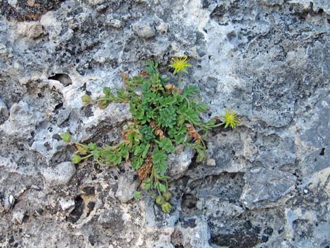 Jaeger's Mousetail (Ivesia jaegeri)