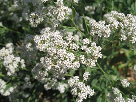 Tall Whitetop (Lepidium latifolium)