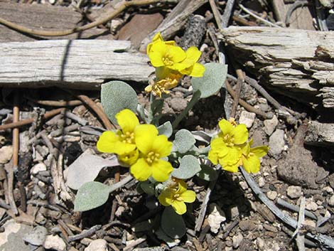 King Bladderpod (Lesquerella kingii)