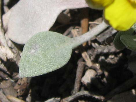 King Bladderpod (Lesquerella kingii)