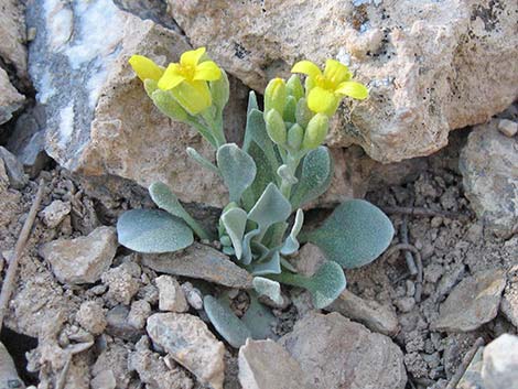 King Bladderpod (Lesquerella kingii)