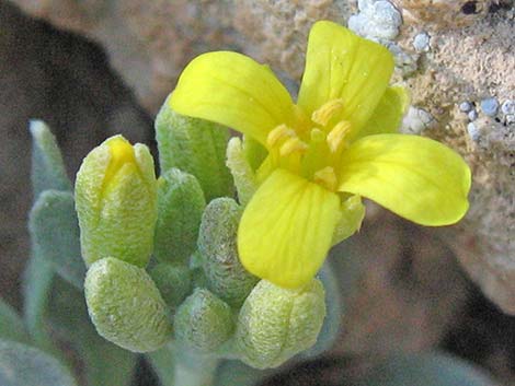 King Bladderpod (Lesquerella kingii)