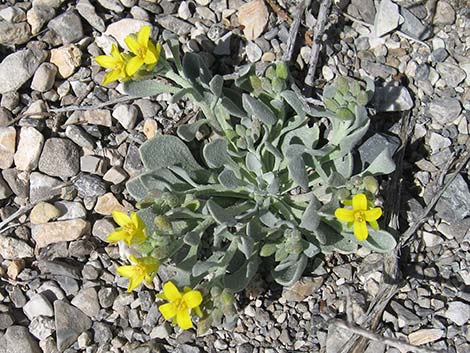 King Bladderpod (Lesquerella kingii)