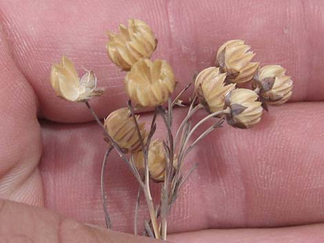 Lewis' Flax (Linum lewisii)