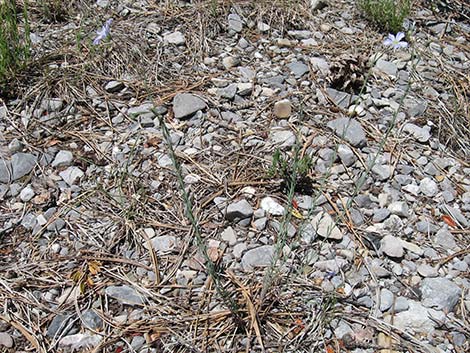 Lewis' Flax (Linum lewisii)