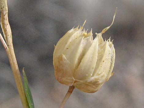 Lewis' Flax (Linum lewisii)