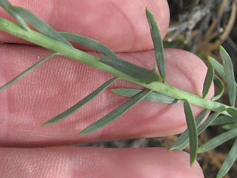 Lewis' Flax (Linum lewisii)