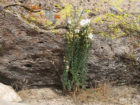 Lewis' Flax (Linum lewisii)