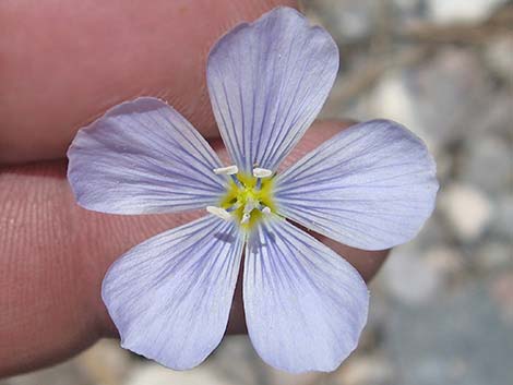 Lewis' Flax (Linum lewisii)