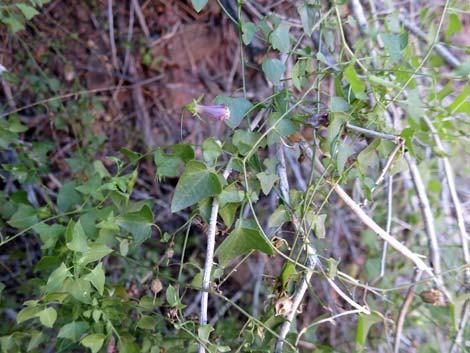 Roving Sailor (Maurandella antirrhiniflora)