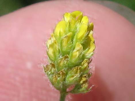 Black Medick (Medicago lupulina)