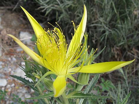 Smoothstem Blazingstar (Mentzelia laevicaulis)