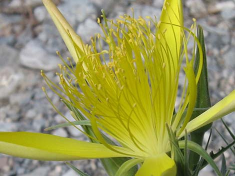 Smoothstem Blazingstar (Mentzelia laevicaulis)