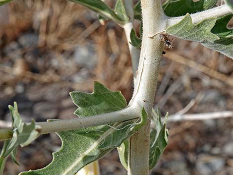 Smoothstem Blazingstar (Mentzelia laevicaulis)