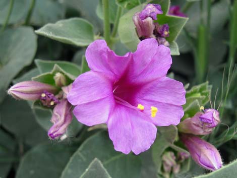 Giant Four O'clock (Mirabilis multiflora)