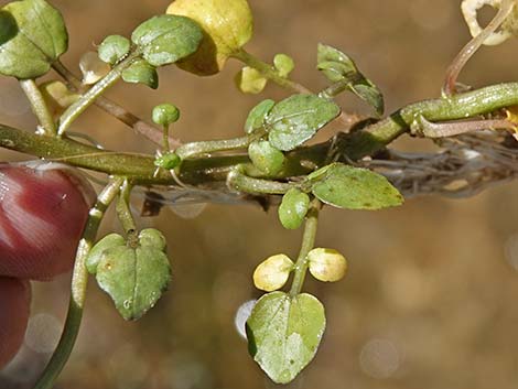 Watercress (Nasturtium officinale)