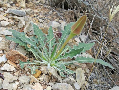 Tufted Evening Primrose (Oenothera caespitosa)