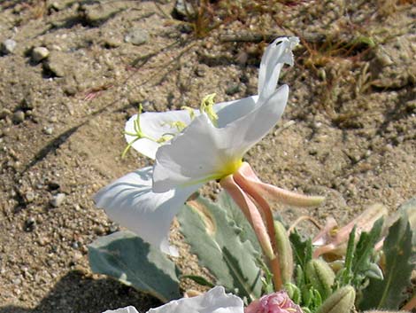 California Evening Primrose (Oenothera californica)