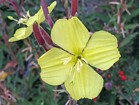 Tall Evening Primrose (Oenothera elata)