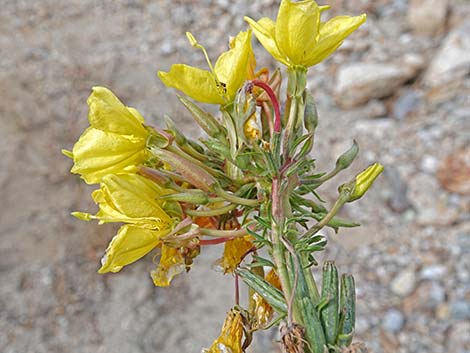 Tall Evening Primrose (Oenothera elata)