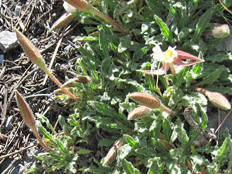 Howard's Evening Primrose (Oenothera howardii)