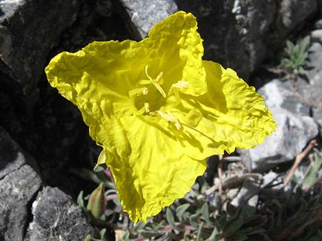 Howard's Evening Primrose (Oenothera howardii)