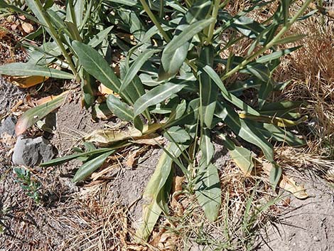 Longstem Evening Primrose (Oenothera longissima)