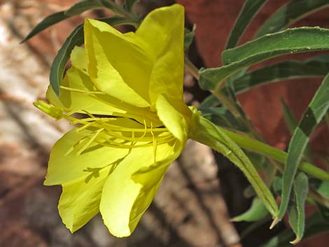 Longstem Evening Primrose (Oenothera longissima)