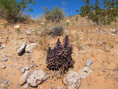 Desert Broom-rape (Orobanche cooperi)