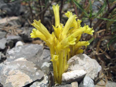 Clustered Broom-rape (Orobanche fasciculata)