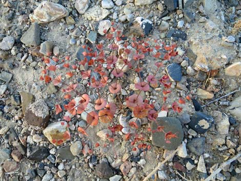 Roundleaf Oxytheca (Oxytheca perfoliata)