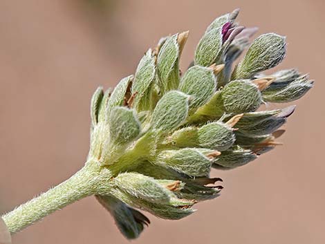 Indian Breadroot (Pediomelum castoreum)