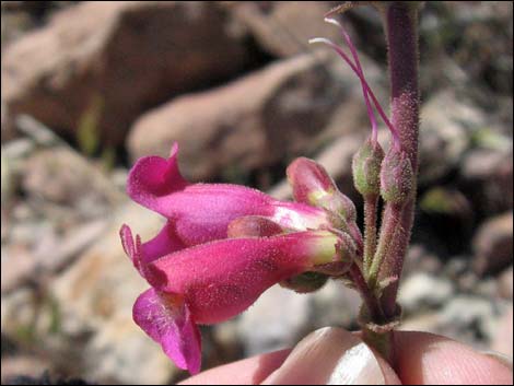 Rosy Pinto Penstemon (Penstemon bicolor var. roseus)