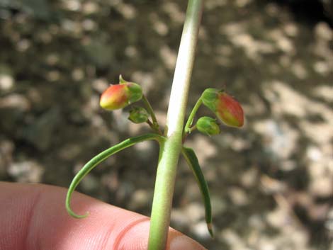 Bridge Penstemon (Penstemon rostriflorus)