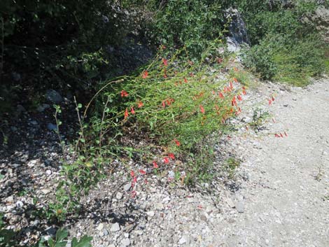 Bridge Penstemon (Penstemon rostriflorus)