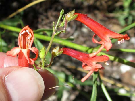 Bridge Penstemon (Penstemon rostriflorus)