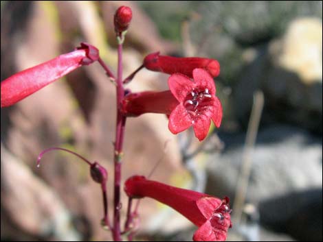 Utah Firecracker (Penstemon utahensis)