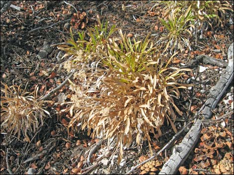 Rock Goldenrod (Petradoria pumila ssp. pumila)