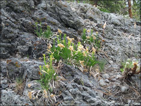 Rock Goldenrod (Petradoria pumila ssp. pumila)