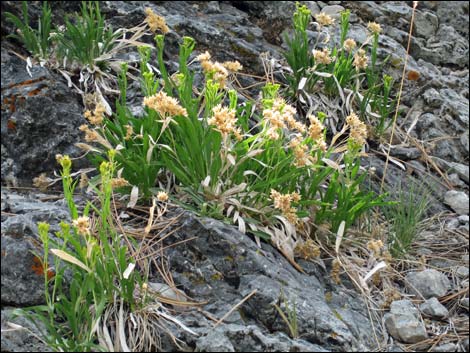 Rock Goldenrod (Petradoria pumila ssp. pumila)