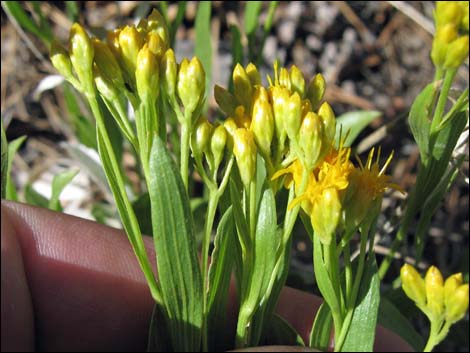 Rock Goldenrod (Petradoria pumila ssp. pumila)