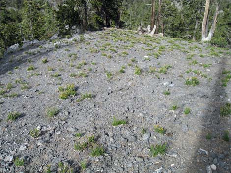 Rock Goldenrod (Petradoria pumila ssp. pumila)